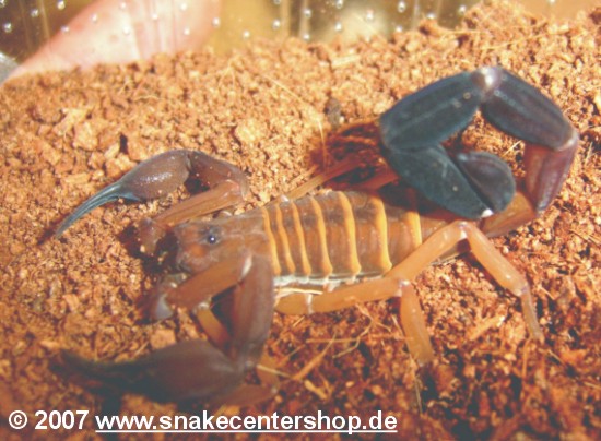 Babycurus gigas Bild01